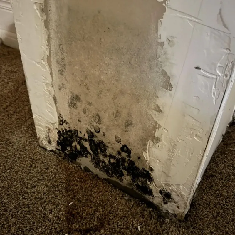 Professional Mold Removal in Alma, GA